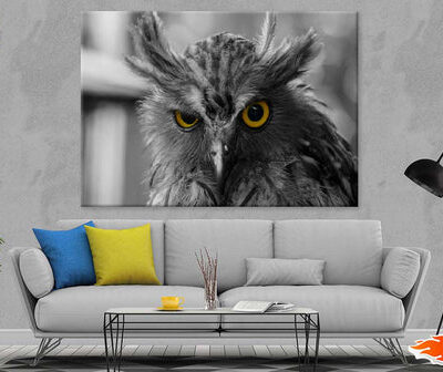 Yellow Eyed Owl B&W Photograph Print 100% Australian Made
