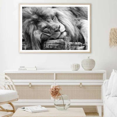 Laying Lion B&W View Photograph Home Decor Premium Quality Poster Print Choose Your Sizes