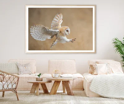 White & Beige Barn Owl Flying Home Decor Premium Quality Poster Print Choose Your Sizes