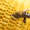 Bee Make Honey View Photograph Print 100% Australian Made - Image 3