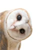 White and Brown Barn Owl Resting Home Decor Premium Quality Poster Print Choose Your Sizes - Image 4