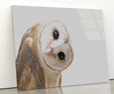 White and Brown Barn Owl Resting Acrylic Glass Print Tempered Glass Wall Art 100% Made in Australia Ready to Hang