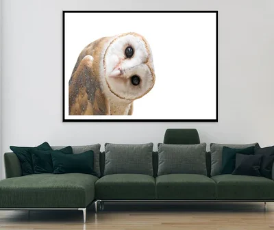 White and Brown Barn Owl Resting Home Decor Premium Quality Poster Print Choose Your Sizes