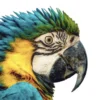 Par Parrot Closeup Side View Photograph Print 100% Australian Made - Image 3