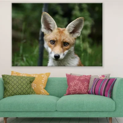 Red Fox Closeup Photograph Print 100% Australian Made