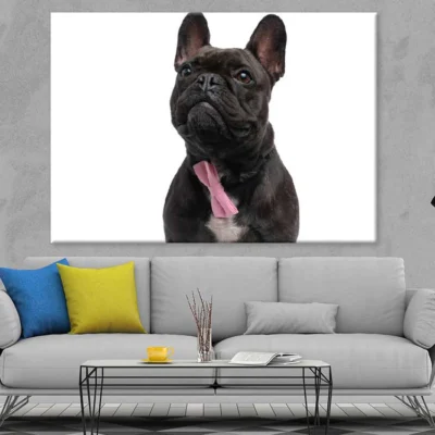 Black Fransk Bulldog Photograph Print 100% Australian Made