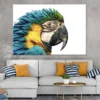 Par Parrot Closeup Side View Photograph Print 100% Australian Made