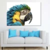 Par Parrot Closeup Side View Photograph Print 100% Australian Made - Image 2