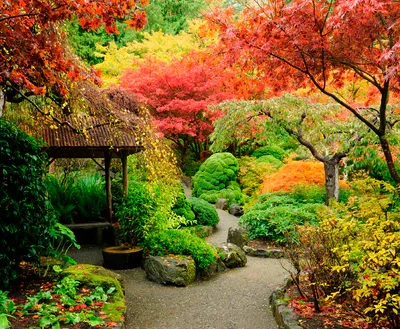 Autumnal Japanese Garden in Victoria Wall Art Decor 100% Australian Made