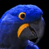 Close-Up Of a Parrot Head with Black Background Home Decor Premium Quality Poster Print Choose Your Sizes - Image 4
