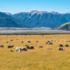 Sheep on Grass Field & Mountains Scenery Photograph Print 100% Australian Made - Image 3