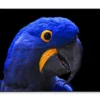 Close-Up Of a Parrot Head with Black Background Home Decor Premium Quality Poster Print Choose Your Sizes - Image 3