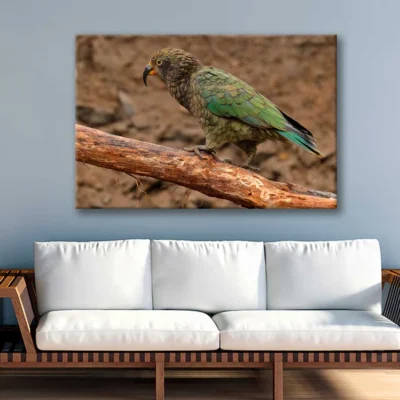 Bella Home Kea Parrot Mountain In The New Zealand Print Canvas Ready to hang