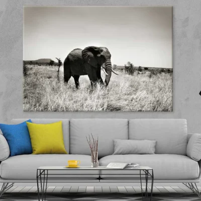 Elephant on Grass Field B&W View Photograph Print 100% Australian Made