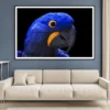 Close-Up Of a Parrot Head with Black Background Home Decor Premium Quality Poster Print Choose Your Sizes