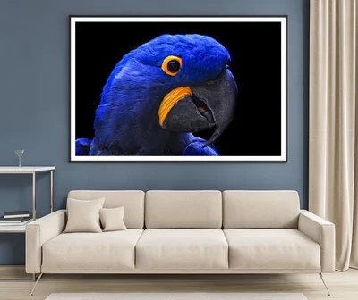Close-Up Of a Parrot Head with Black Background Home Decor Premium Quality Poster Print Choose Your Sizes
