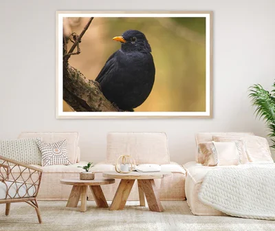 Common Eurasian Blackbird Resting Home Decor Premium Quality Poster Print Choose Your Sizes