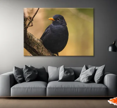 Common Eurasian Blackbird Resting Print 100% Australian Made