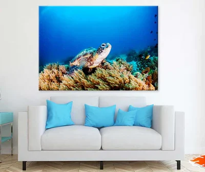Sea Turtle Underwater Photograph Print 100% Australian Made