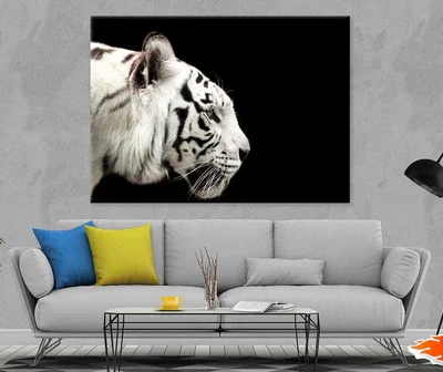 White Tiger Side View Photograph Print 100% Australian Made