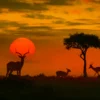 Deer in Kruger Park Sunset View Photograph Print 100% Australian Made - Image 3