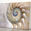 Amazing Fibonacci Pattern in A Nautilus Shell Acrylic Glass Print Tempered Glass Wall Art 100% Made in Australia Ready to Hang - Image 3