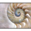 Amazing Fibonacci Pattern in A Nautilus Shell Home Decor Premium Quality Poster Print Choose Your Sizes - Image 3