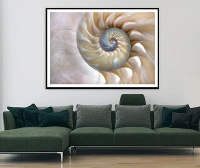 Amazing Fibonacci Pattern in A Nautilus Shell Home Decor Premium Quality Poster Print Choose Your Sizes