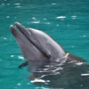 Dolphin on Sea Closeup Photograph Print 100% Australian Made - Image 3
