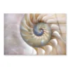 Amazing Fibonacci Pattern in A Nautilus Shell Acrylic Glass Print Tempered Glass Wall Art 100% Made in Australia Ready to Hang - Image 4