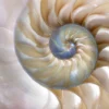 Amazing Fibonacci Pattern in A Nautilus Shell Acrylic Glass Print Tempered Glass Wall Art 100% Made in Australia Ready to Hang - Image 5