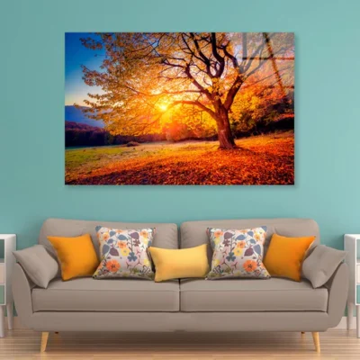 Beech Tree On a Hill Slope with Sunny Beams at Mountain Valley Acrylic Glass Print Tempered Glass Wall Art 100% Made in Australia Ready to Hang