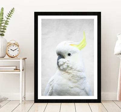 White Macaw Bird Faded Closuep Photograph Glass Framed Wall Art, Ready to Hang Quality Print