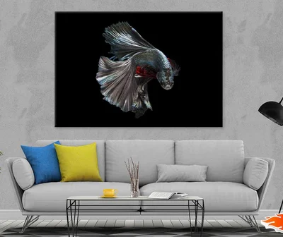Fighter Fish on Dark Closeup View Photograph Print 100% Australian Made