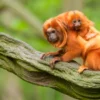 Baby Orange Tamarin & Mom View Photograph Print 100% Australian Made - Image 3