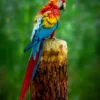 Colorful Macaw Parrot on Branch Photograph Print 100% Australian Made - Image 3