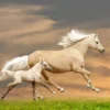 Bella Home Grass Field & Horses Sunset View Print Canvas Ready to hang - Image 3