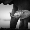 Baby Elephant Closeup B&W Photograph Print 100% Australian Made - Image 3