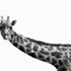 Giraffe Closeup B&W Photograph Print 100% Australian Made - Image 3