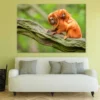 Baby Orange Tamarin & Mom View Photograph Print 100% Australian Made - Image 2