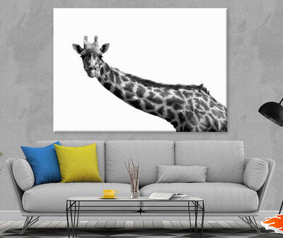 Giraffe Closeup B&W Photograph Print 100% Australian Made