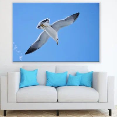 Seagull Bird Flying on Blue Sky Photograph Print 100% Australian Made