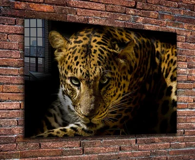 Leopard Face Closeup Print Tempered Glass Wall Art 100% Made in Australia Ready to Hang