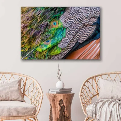 Bella Home Peacock Feathers Close Up Photography Print Canvas Ready to hang