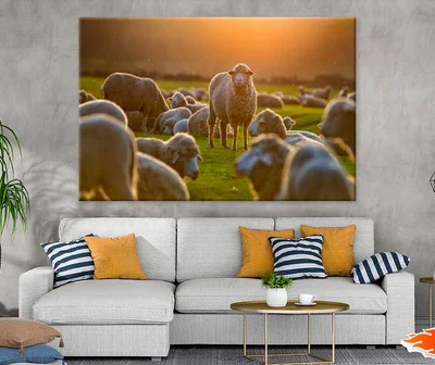 Sheep On Grass Field Photograph Print 100% Australian Made