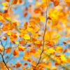 Golden Leaves on Branch Wall Art Decor 100% Australian Made - Image 3