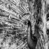 Peacock View B&W Photograph Print 100% Australian Made - Image 3