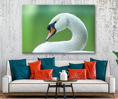 Bella Home Swan Closeup Face View Photograph Print Canvas Ready to hang