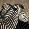 Zebra in Forest Side View Photograph Print 100% Australian Made - Image 3