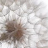 Dandelion Macro Flower Abstract Glass Framed Wall Art, Ready to Hang Quality Print - Image 2